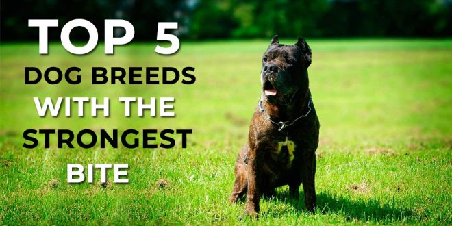 top 10 fighting dogs