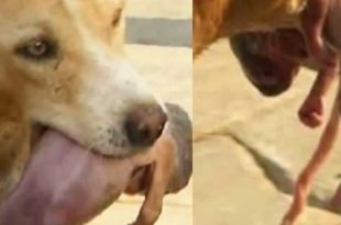 Baby Girl Saved from Dog’s Jaws