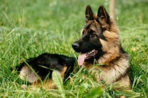 Health Issues Common to German Shepherds