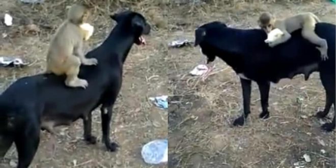 Heartwarming Video of Baby Monkey and Dog Goes Viral. Everyone Understands Affection, says Internet