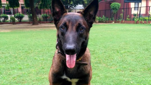 Kolkata Police Force Will Recruit the 'Belgian Malinois' Dog Breed