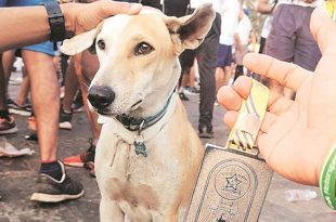 Meet the Worli Stray Dog That Gets Lost (and found) Every Marathon