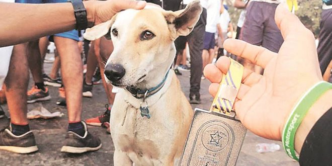Meet the Worli Stray Dog That Gets Lost (and found) Every Marathon