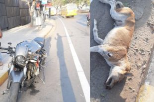 Stray Dog and the Biker Dies in an Hyderabad Road Accident