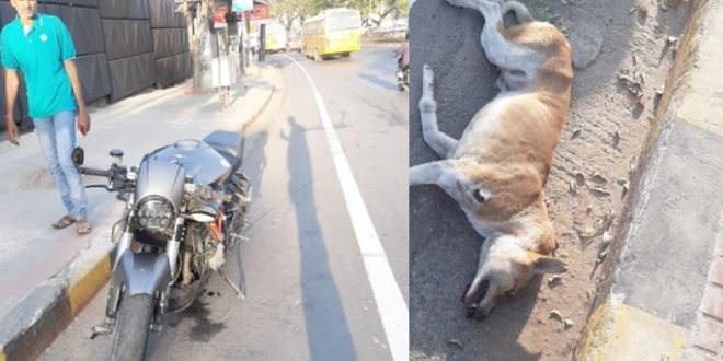 Stray Dog and the Biker Dies in an Hyderabad Road Accident