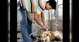 Street Dogs to Be Captured and Removed from Donald Trump’s Route to Stadium in Ahmedabad