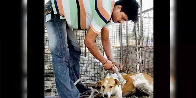 Street Dogs to Be Captured and Removed from Donald Trump’s Route to Stadium in Ahmedabad