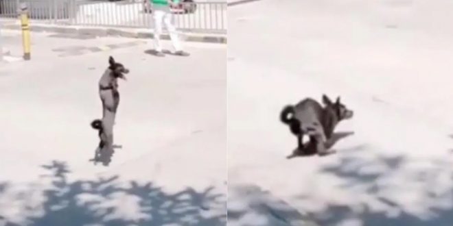 Video of Two-legged Dog Crossing the Road has been Going Viral