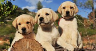 What You Need To Know Before Adopting A Labrador