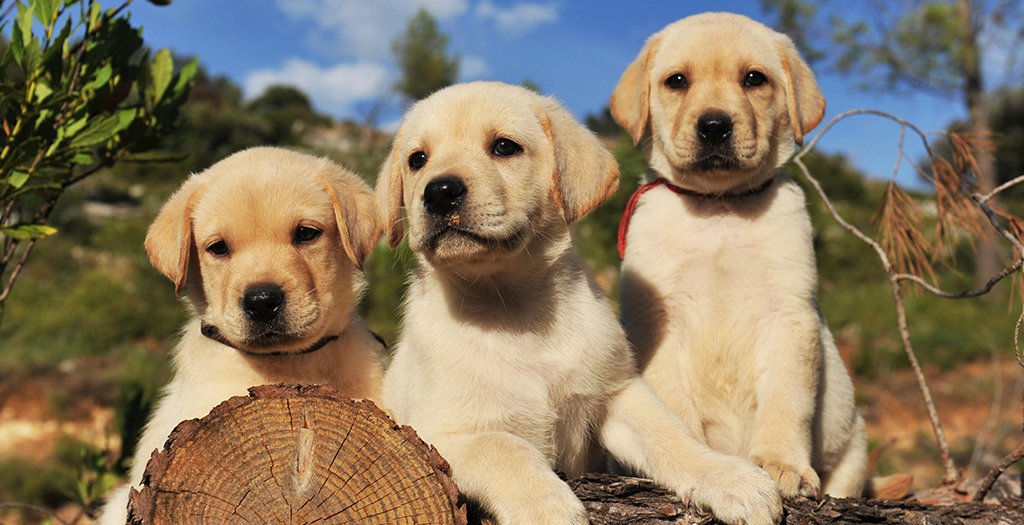 where to adopt a baby labrador retriever