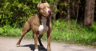 The Best Pit Bull Diet: How to Properly Feed Them