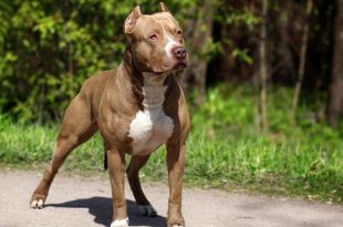 The Best Pit Bull Diet: How to Properly Feed Them