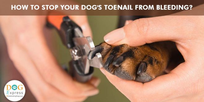 How to stop your dog's toenail from bleeding? | DogExpress