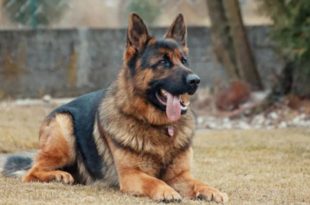 Major in J&K Dies While Saving Dog