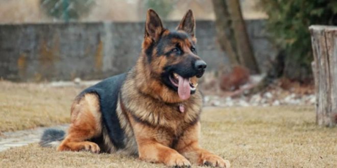 Major in J&K Dies While Saving Dog