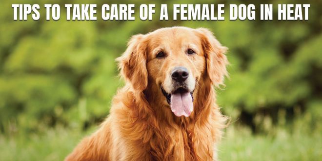 how far away can a male dog smell a female dog in heat