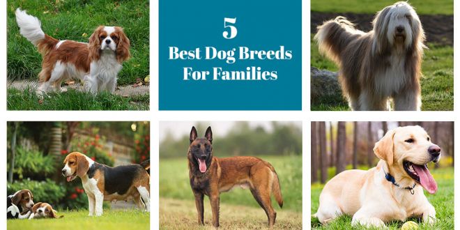 5 best dog breeds