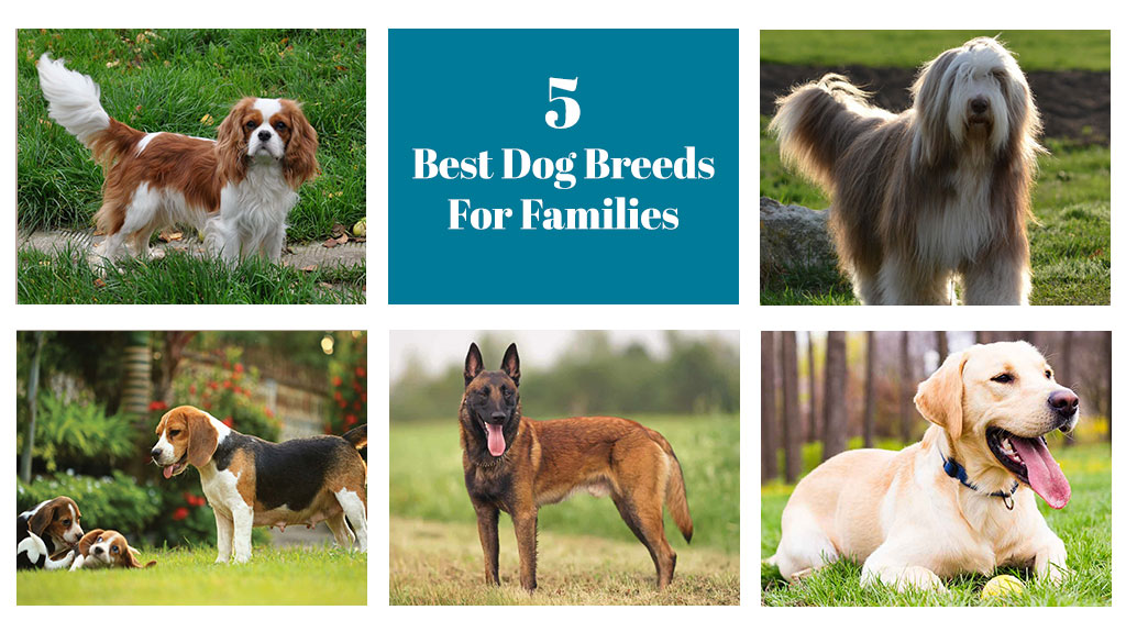 The 5 Best Dog Breeds For Families | DogExpress