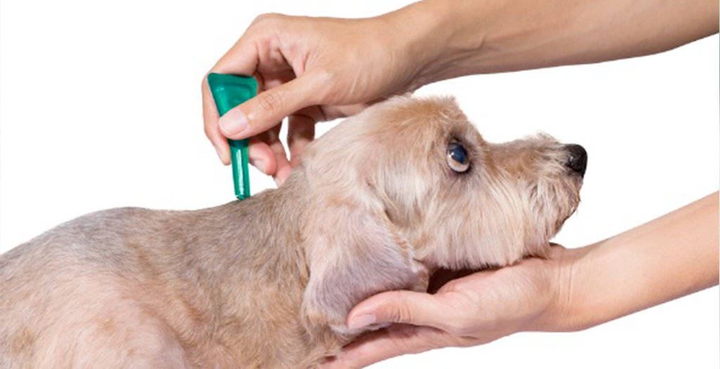 safest topical flea treatment for dogs