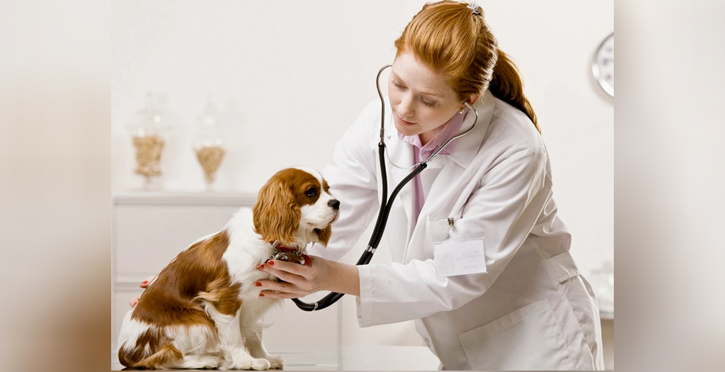 8 Common Warning Signs of Cancer in Dogs | DogExpr