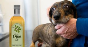 4 Benefits to Add Olive Oil in Your Dog’s Diet