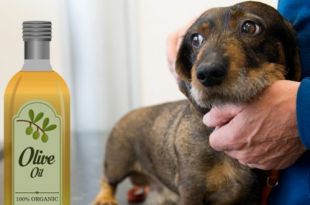 4 Benefits to Add Olive Oil in Your Dog’s Diet
