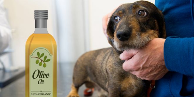 4 Benefits to Add Olive Oil in Your Dog’s Diet