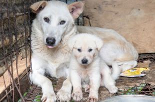 Animal Welfare Board of India (AWBI) | DogExpress