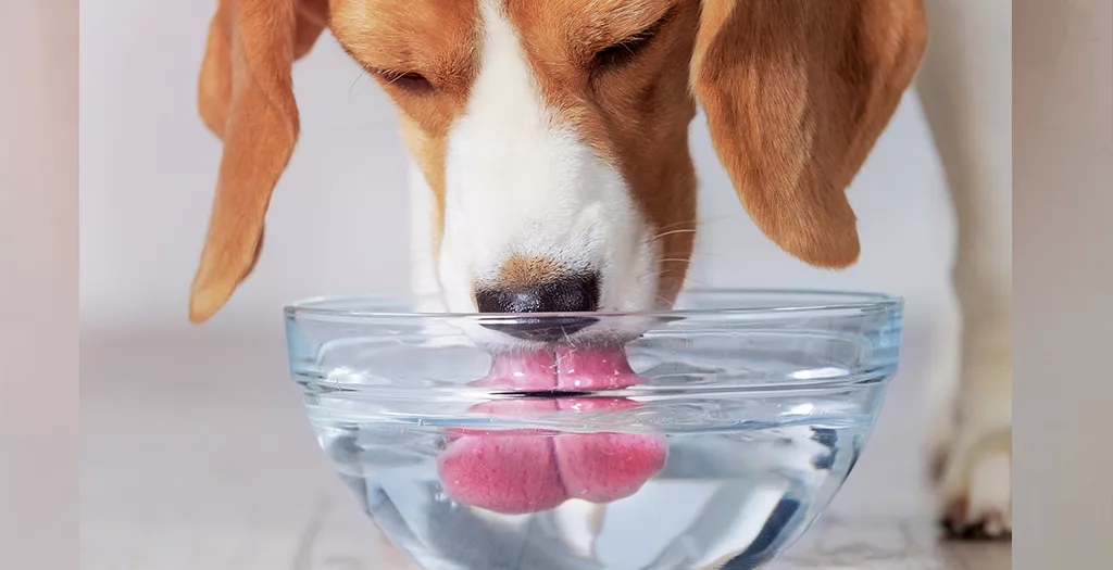 Dehydration in Dogs