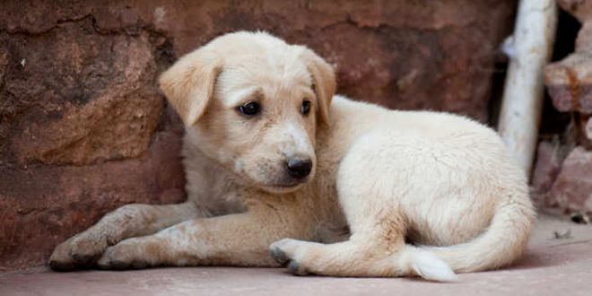 Chandigarh Golf Club now a 'Puppy Free' Zone | DogExpress