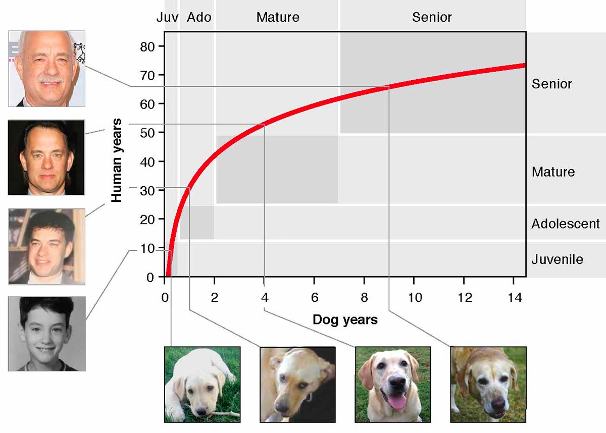 30 human years in dog years