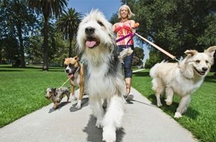 How to Choose a Right Dog Sitter