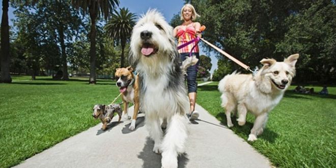 How to Choose a Right Dog Sitter