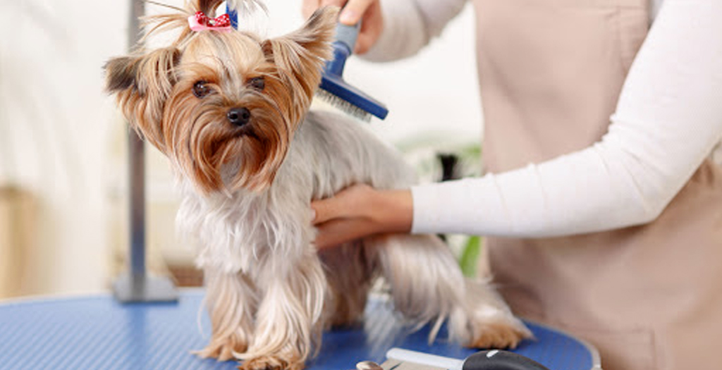 10 Common Dog Grooming Tools You Should Own - DogExpress