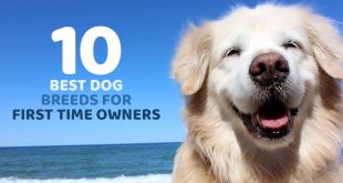 10 Best Dog Breeds for First Time Owners