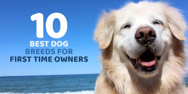 10 Best Dog Breeds for First Time Owners