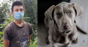 32-year-old in Sikkim Arrested for Brutally Killing Dog after Quarrel With Family