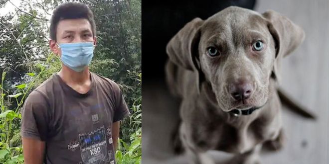 32-year-old in Sikkim Arrested for Brutally Killing Dog after Quarrel With Family