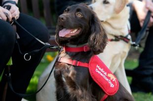Former Kinross Guide Dog Joins Elite Team Detecting Covid-19