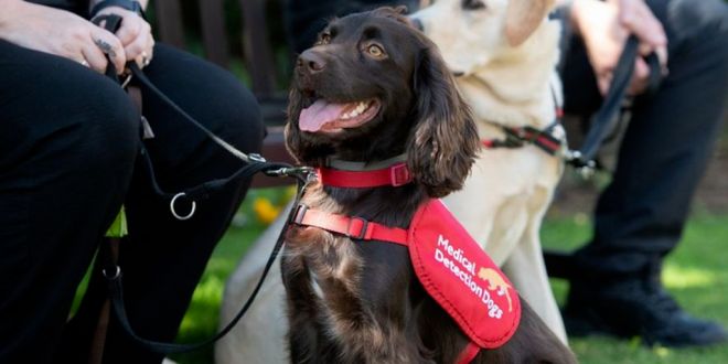Former Kinross Guide Dog Joins Elite Team Detecting Covid-19
