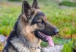 How Many Types of German Shepherd Dogs are there