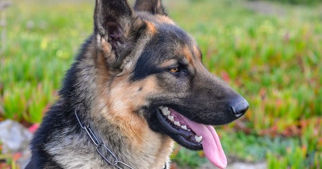 How Many Types of German Shepherd Dogs are there