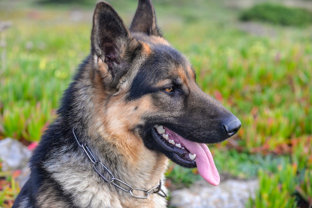 Different Types of German Shepherds (With Pictures) | DogExpress