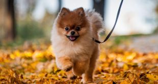 Pomeranian