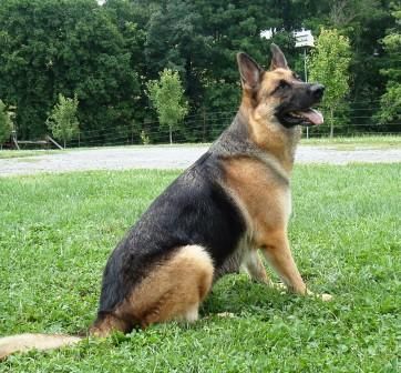 how many types of german shepherd are there