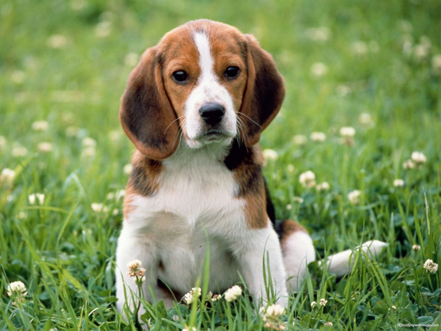 Top 10 Cutest Dog Breeds To Keep As Pets In 2024