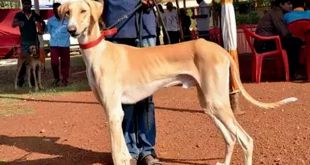 Indian Dog Breed Mentioned by PM Modi in Mann Ki Baat