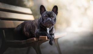 Top 10 Cutest Dog Breeds to Keep as Pets | DogExpress