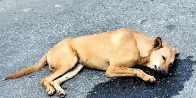 Man Runs his Car over Dog in Mohali, booked