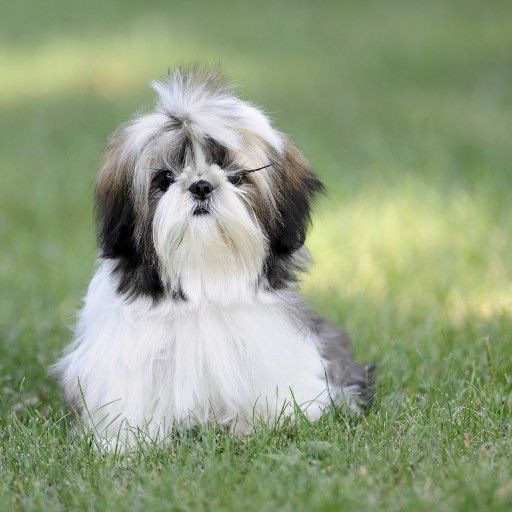 Top 10 Cutest Dog Breeds to Keep as Pets | DogExpress